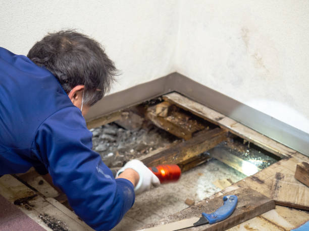 Best Insurance-Related Mold Remediation in North Highlands, CA
