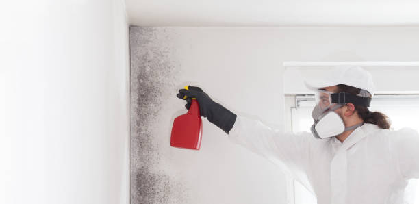 Best Kitchen Mold Remediation in North Highlands, CA