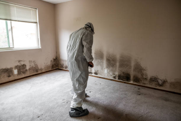 Best Black Mold Remediation in North Highlands, CA