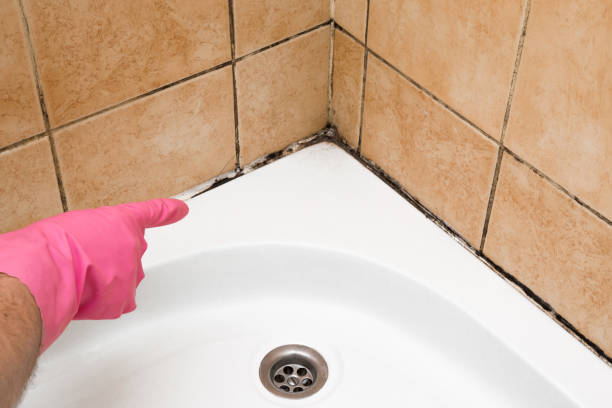 Best Basement Mold Remediation in North Highlands, CA